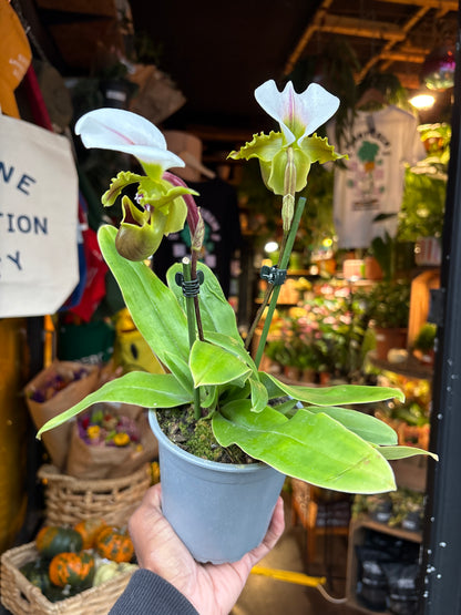 Paphiopedilum Slipper Orchid in 12cm pot outside Urban Tropicana plant shop in Chiswick, London