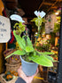 Paphiopedilum Slipper Orchid in 12cm pot outside Urban Tropicana plant shop in Chiswick, London