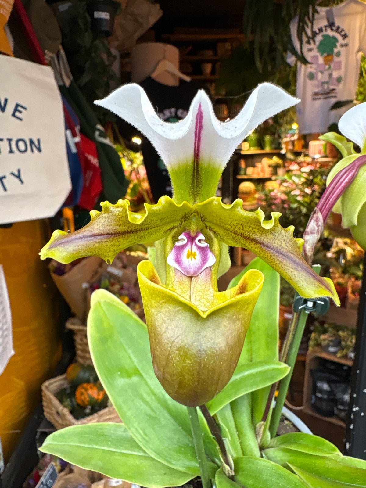 Paphiopedilum Slipper Orchid in 12cm pot outside Urban Tropicana plant shop in Chiswick, London