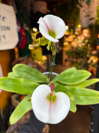 Paphiopedilum Slipper Orchid in 12cm pot outside Urban Tropicana plant shop in Chiswick, London