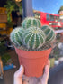 A Parodia Magnifica plant in front of Urban Tropicana’s Plant Shop in Chiswick London