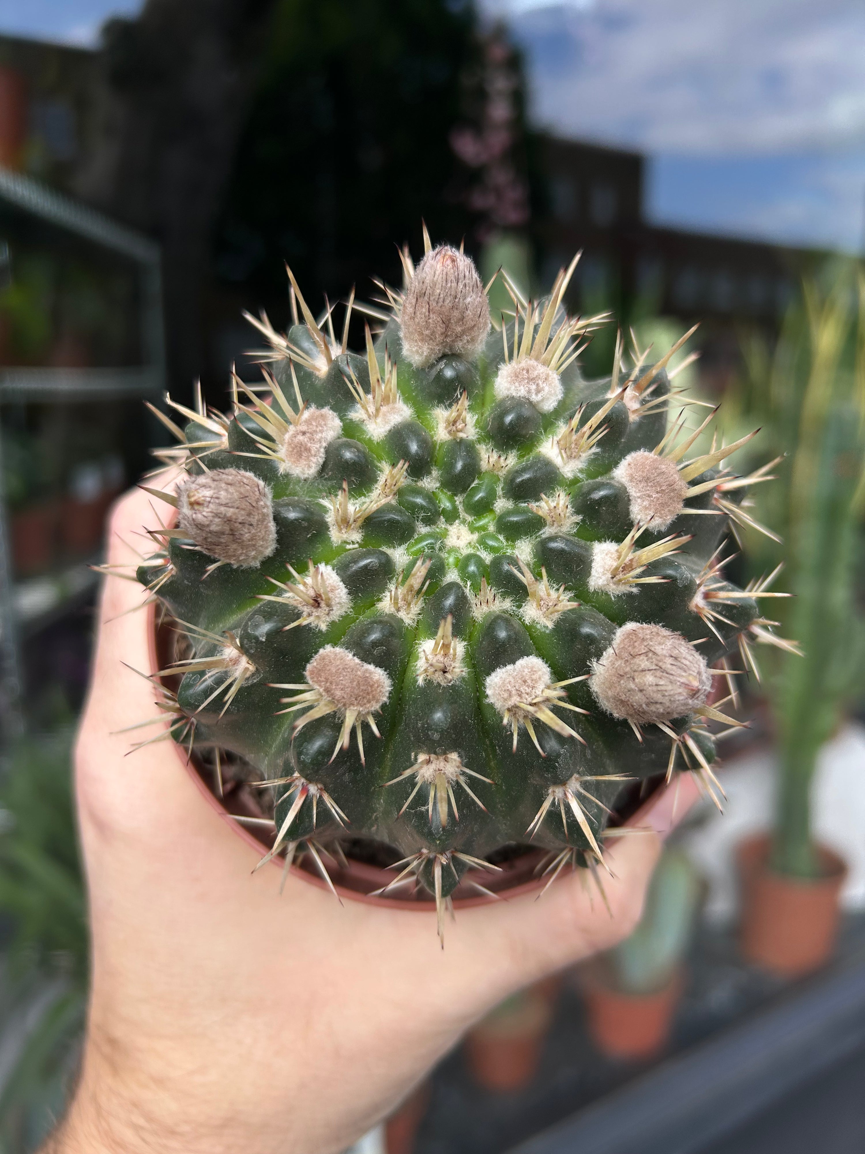 A Parodia Manmulosa cactus in front of Urban Tropicana’s Plant Shop in Chiswick London