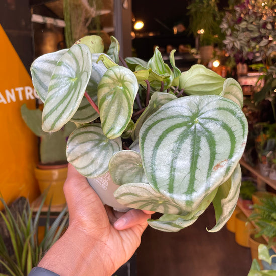 Peperomia Argyreia, also known as Watermelon Begonia, in front of Urban Tropicana’s store in Chiswick, London