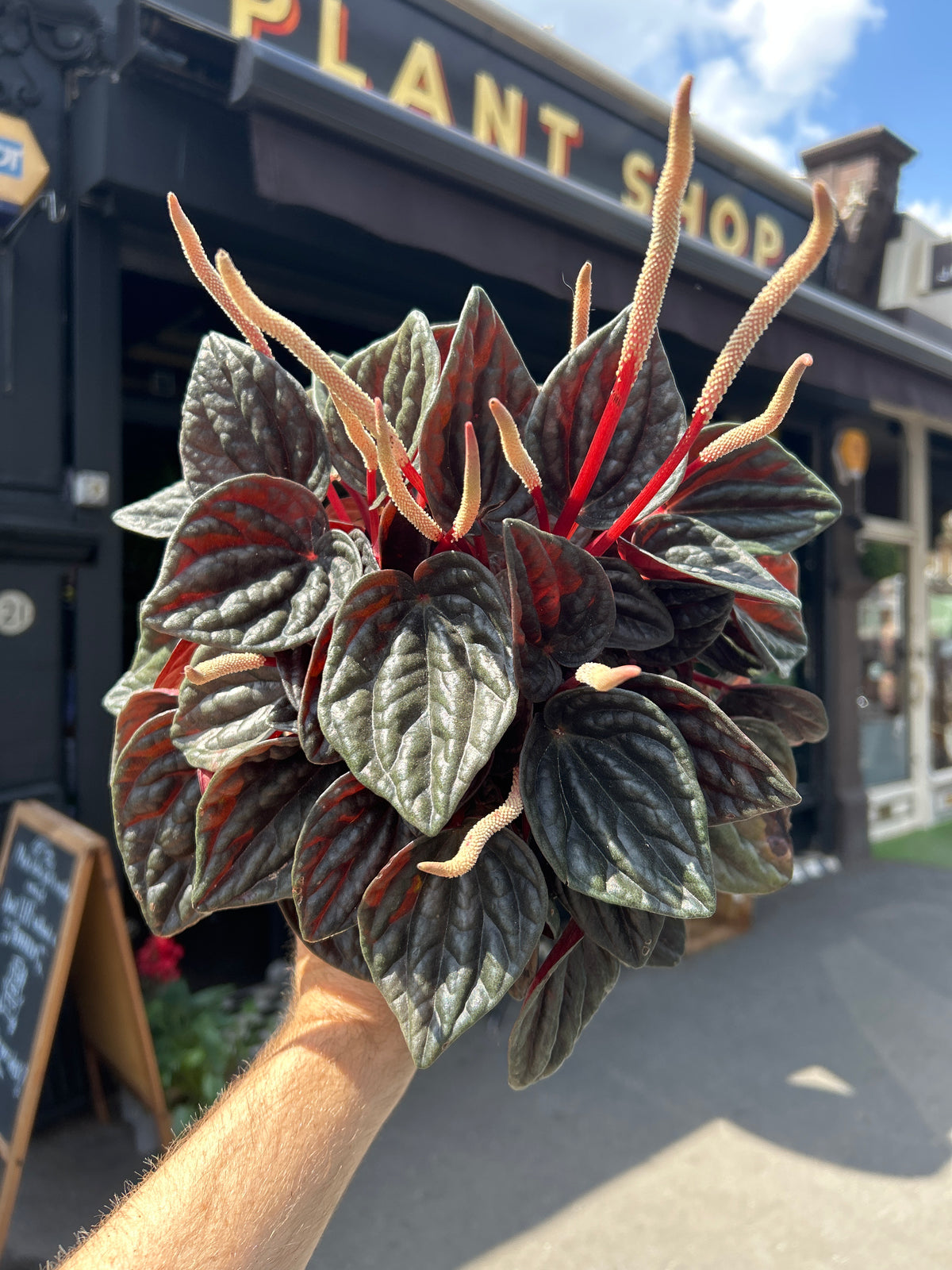 A Peperomia Caperata plant in front of Urban Tropicana’s Plant Shop in Chiswick London
