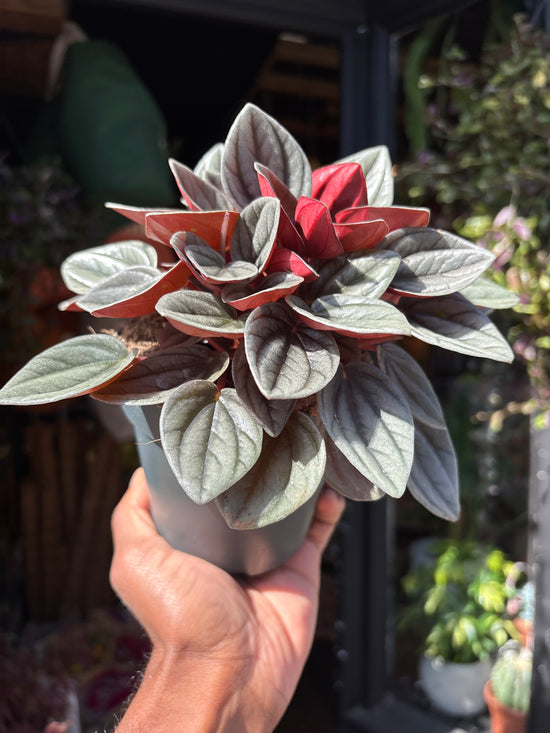 Peperomia caperata ‘Santorini’ houseplant outside Urban Tropicana plant shop in Chiswick, London