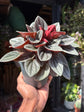 Peperomia caperata ‘Santorini’ houseplant outside Urban Tropicana plant shop in Chiswick, London