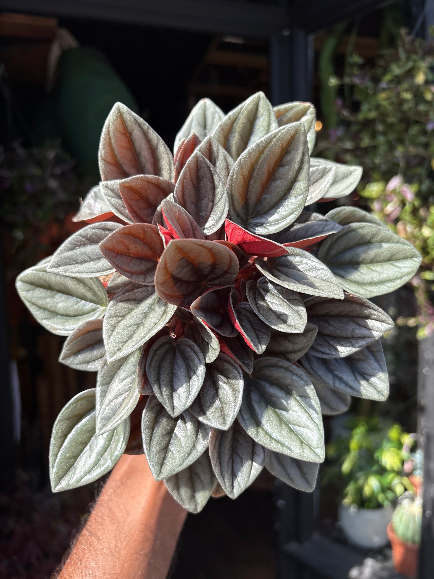 Peperomia caperata ‘Santorini’ houseplant outside Urban Tropicana plant shop in Chiswick, London