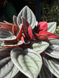 Peperomia caperata ‘Santorini’ houseplant outside Urban Tropicana plant shop in Chiswick, London