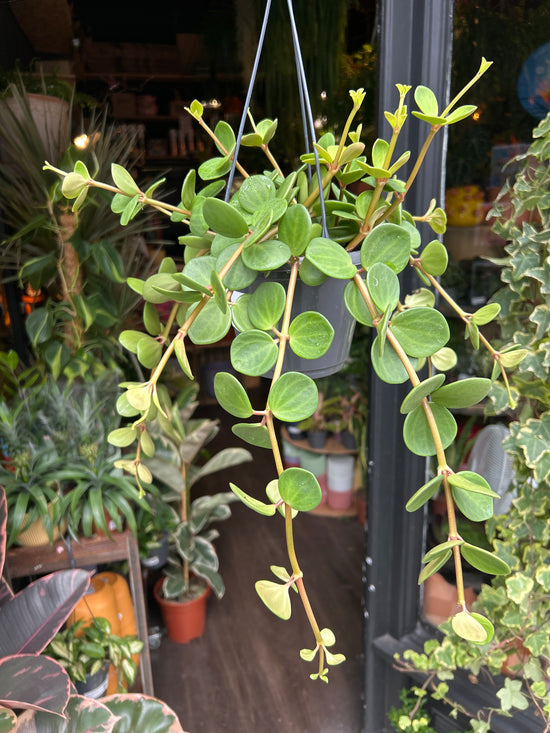 Peperomia Hope in front of Urban Tropicana’s Plant Shop in Chiswick London