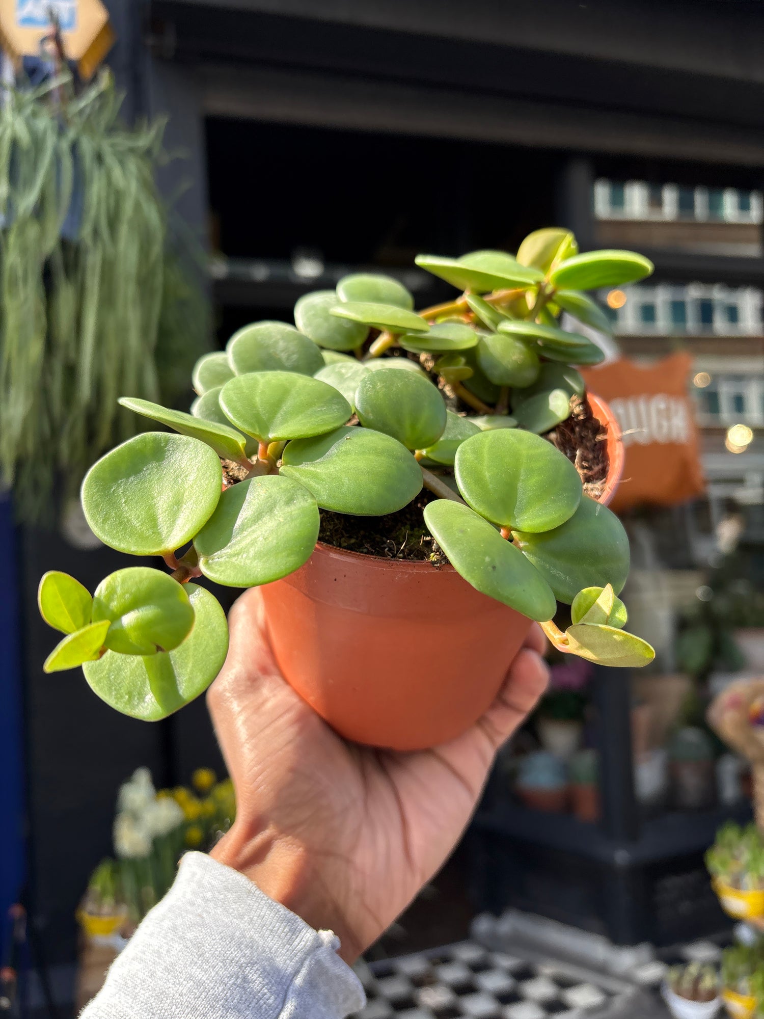 Peperomia ‘Hope’ with compact trailing stems and small, glossy green leaves, displayed in a nursery pot at Urban Tropicana plant shop, Chiswick, London