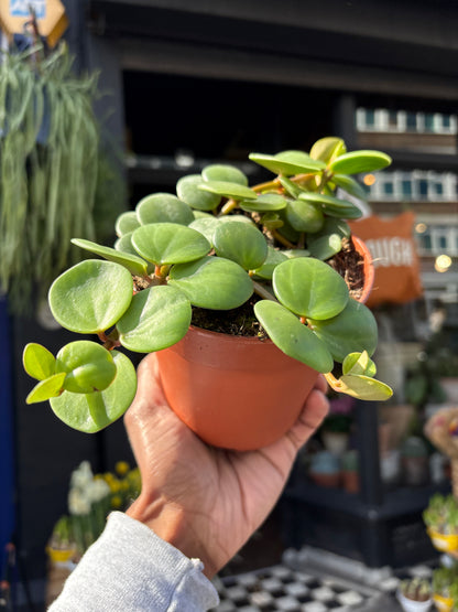 Peperomia ‘Hope’ with compact trailing stems and small, glossy green leaves, displayed in a nursery pot at Urban Tropicana plant shop, Chiswick, London
