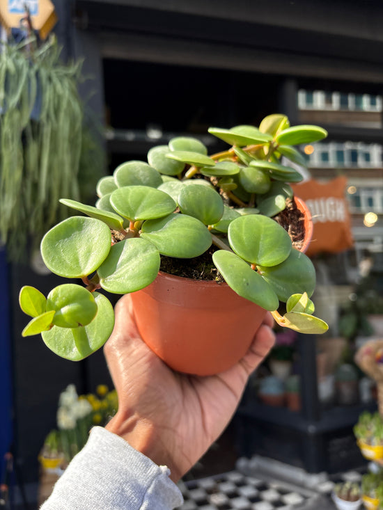 Peperomia ‘Hope’ with compact trailing stems and small, glossy green leaves, displayed in a nursery pot at Urban Tropicana plant shop, Chiswick, London
