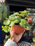Peperomia ‘Hope’ with compact trailing stems and small, glossy green leaves, displayed in a nursery pot at Urban Tropicana plant shop, Chiswick, London