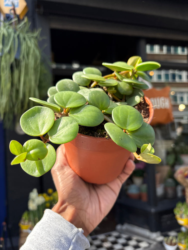 Peperomia ‘Hope’ with compact trailing stems and small, glossy green leaves, displayed in a nursery pot at Urban Tropicana plant shop, Chiswick, London