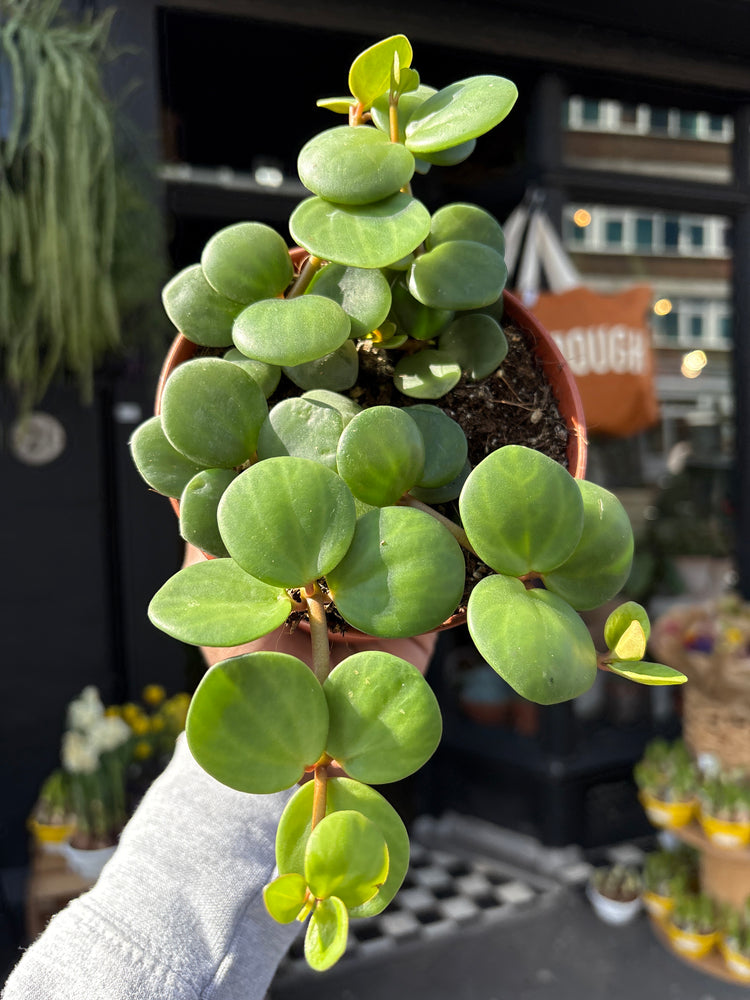 Peperomia ‘Hope’ with compact trailing stems and small, glossy green leaves, displayed in a nursery pot at Urban Tropicana plant shop, Chiswick, London