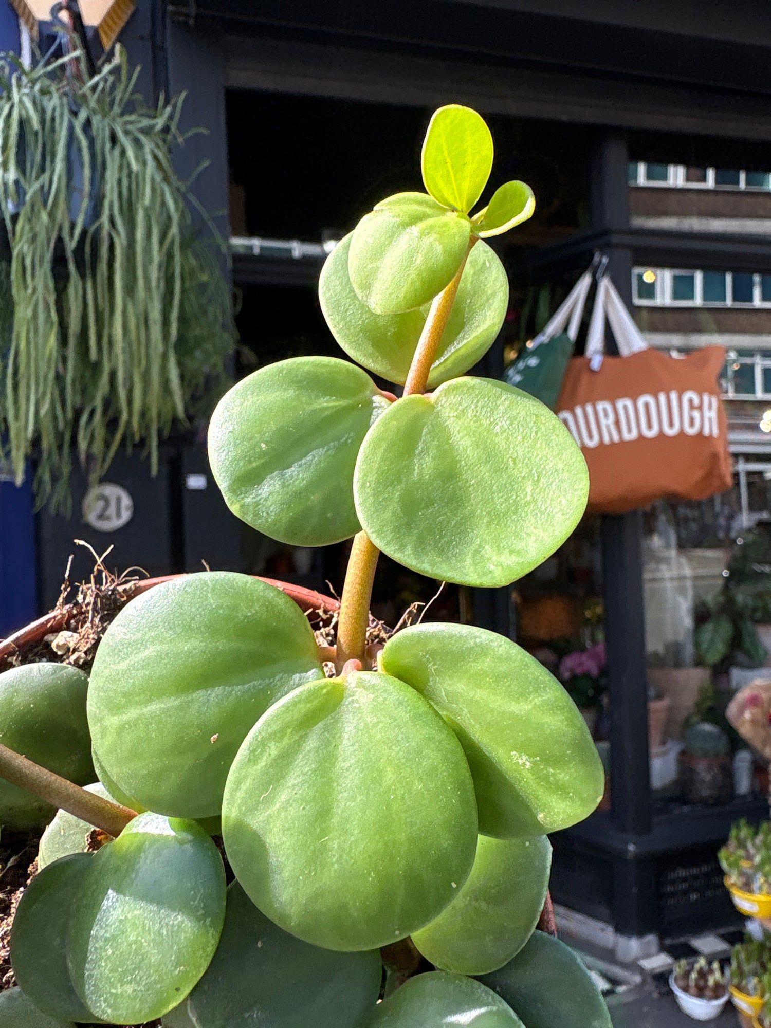 Peperomia ‘Hope’ with compact trailing stems and small, glossy green leaves, displayed in a nursery pot at Urban Tropicana plant shop, Chiswick, London
