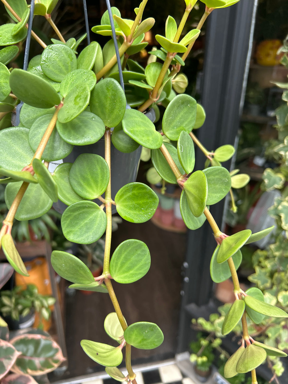 Peperomia Hope in front of Urban Tropicana’s Plant Shop in Chiswick London