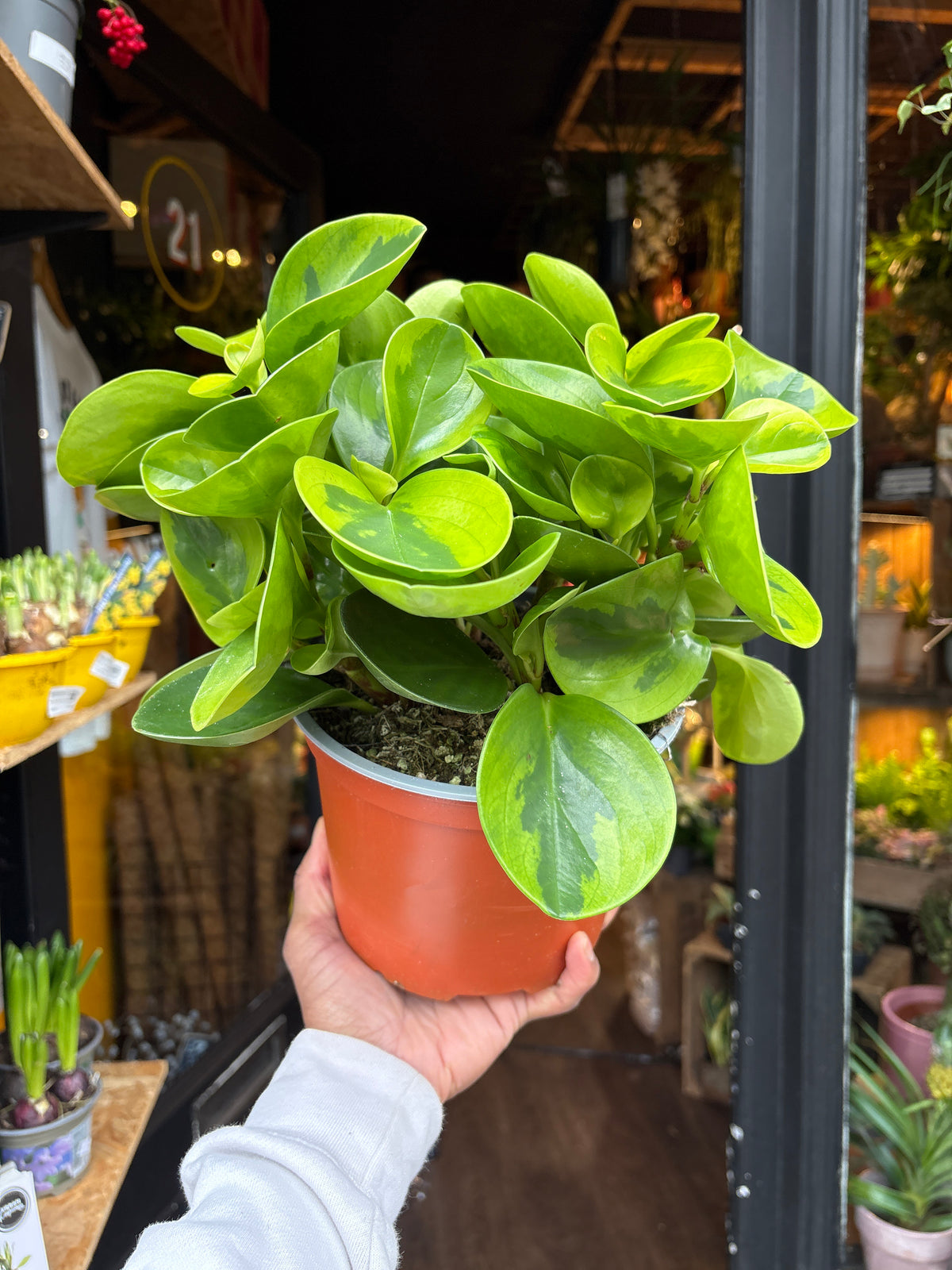 A Peperomia Obtusfolia Variegated plant in front of Urban Tropicana’s Plant Shop in Chiswick London