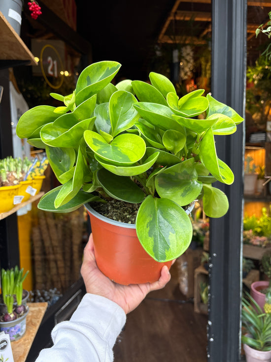 A Peperomia Obtusfolia Variegated plant in front of Urban Tropicana’s Plant Shop in Chiswick London