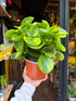 A Peperomia Obtusfolia Variegated plant in front of Urban Tropicana’s Plant Shop in Chiswick London
