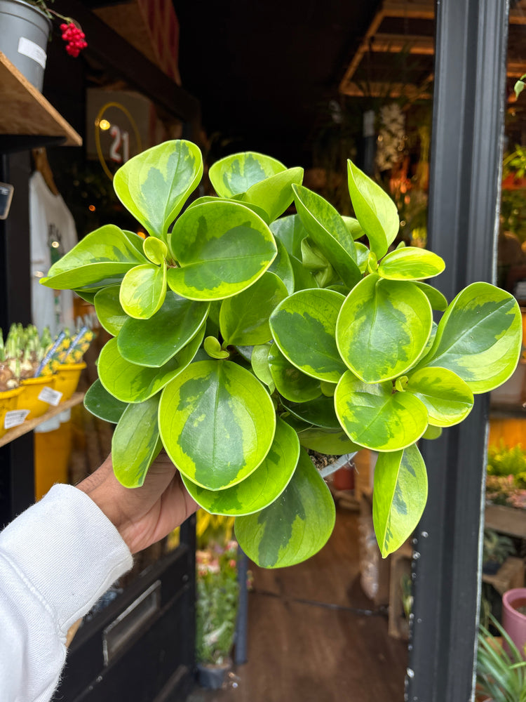 A Peperomia Obtusfolia Variegated plant in front of Urban Tropicana’s Plant Shop in Chiswick London