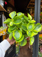 A Peperomia Obtusfolia Variegated plant in front of Urban Tropicana’s Plant Shop in Chiswick London