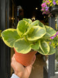 A Peperomia Obtusfolia Variagata also known as a Variegated Peperomia Raindrop in front of Urban Tropicana’s store in Chiswick, London