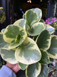 A Peperomia Obtusfolia Variagata also known as a Variegated Peperomia Raindrop in front of Urban Tropicana’s store in Chiswick, London