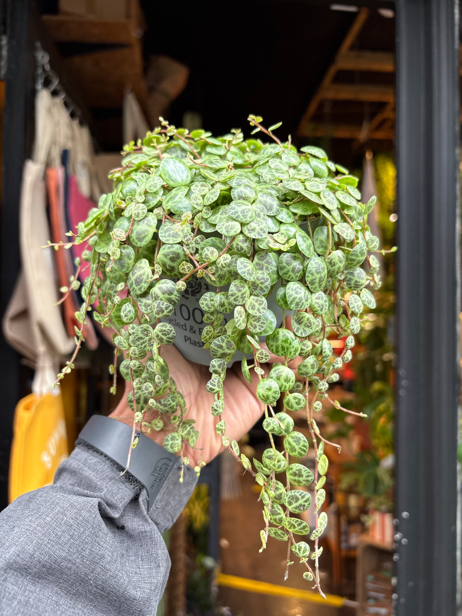 
A Peperomia Prostrata ‘String of Turtles’ plant in front of Urban Tropicana’s plant shop in Chiswick, London
