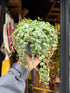 
A Peperomia Prostrata ‘String of Turtles’ plant in front of Urban Tropicana’s plant shop in Chiswick, London