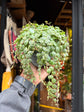 
A Peperomia Prostrata ‘String of Turtles’ plant in front of Urban Tropicana’s plant shop in Chiswick, London