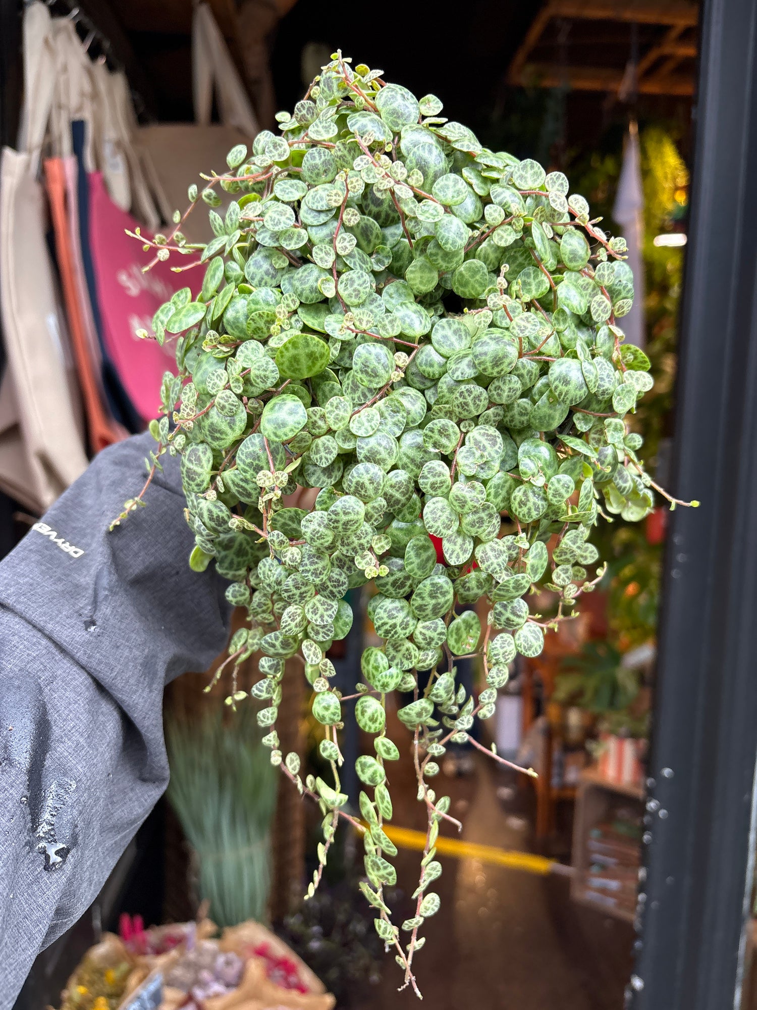 A Peperomia Prostrata ‘String of Turtles’ plant in front of Urban Tropicana’s plant shop in Chiswick, London