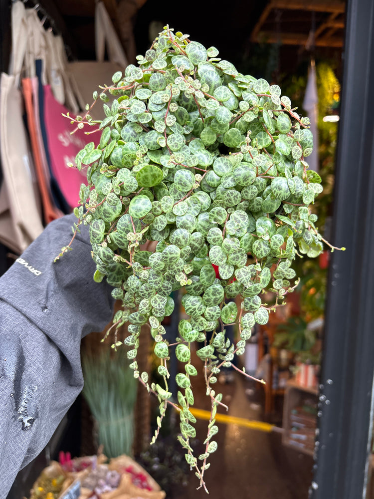A Peperomia Prostrata ‘String of Turtles’ plant in front of Urban Tropicana’s plant shop in Chiswick, London