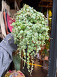 A Peperomia Prostrata ‘String of Turtles’ plant in front of Urban Tropicana’s plant shop in Chiswick, London