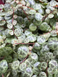 A Peperomia Prostrata ‘String of Turtles’ plant in front of Urban Tropicana’s plant shop in Chiswick, London
