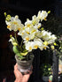 Phalaenopsis ‘Boquetto Beauty’ orchid outside Urban Tropicana plant shop in Chiswick, London