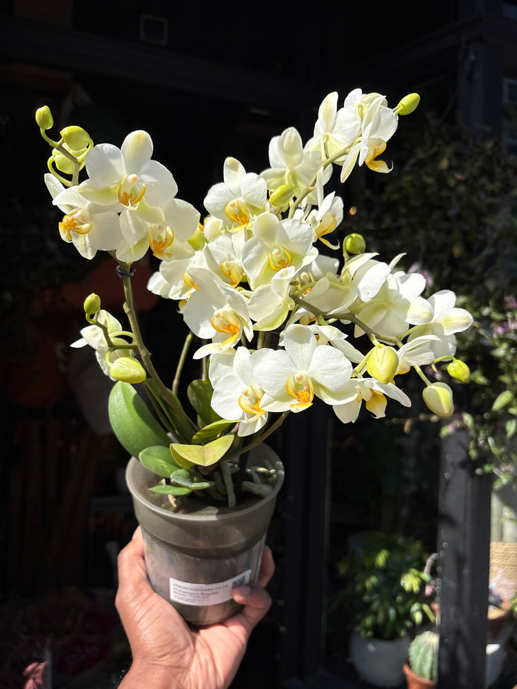 Phalaenopsis ‘Boquetto Beauty’ orchid outside Urban Tropicana plant shop in Chiswick, London