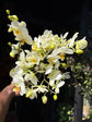 Phalaenopsis ‘Boquetto Beauty’ orchid outside Urban Tropicana plant shop in Chiswick, London