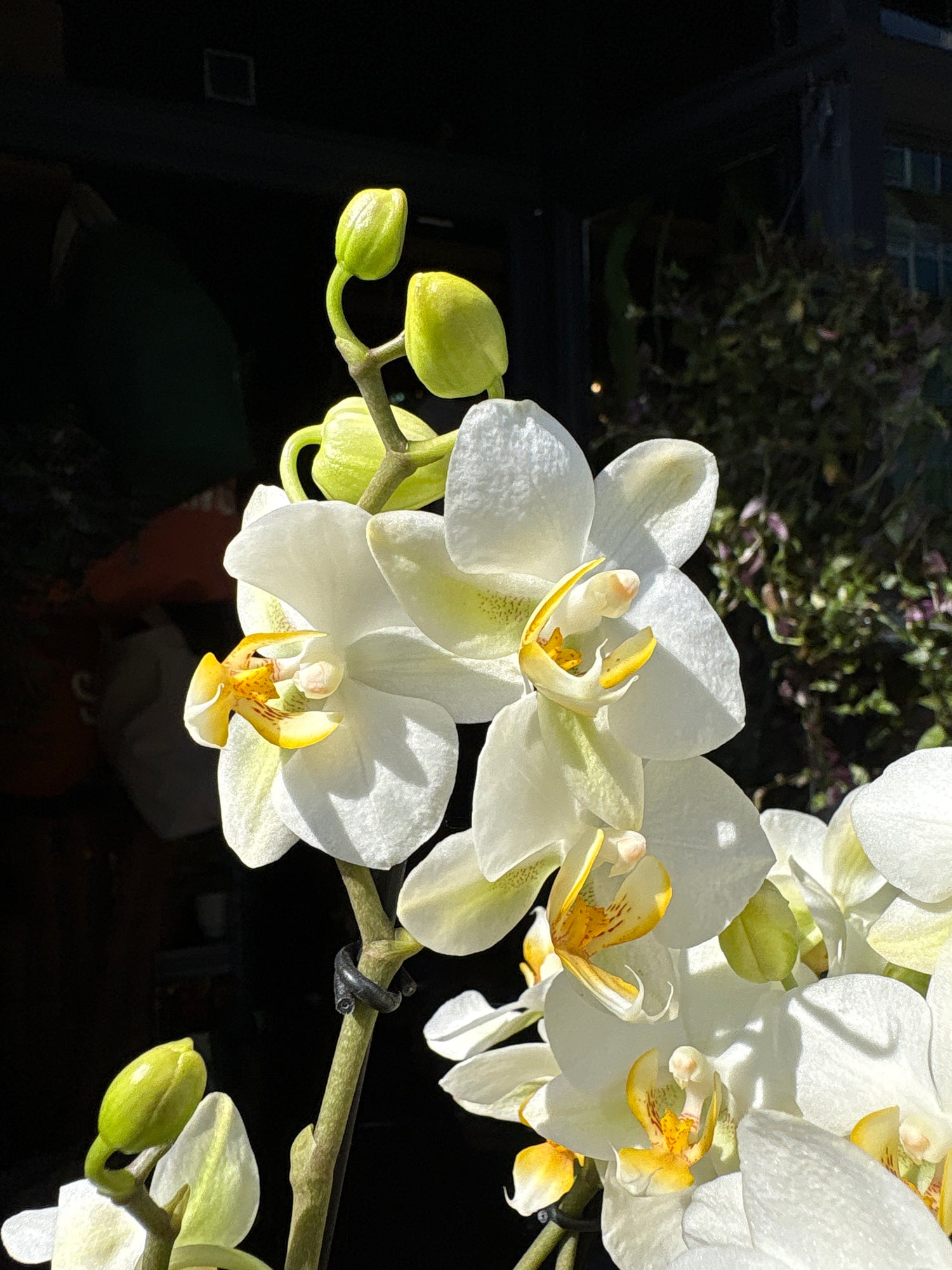 Phalaenopsis ‘Boquetto Beauty’ orchid outside Urban Tropicana plant shop in Chiswick, London