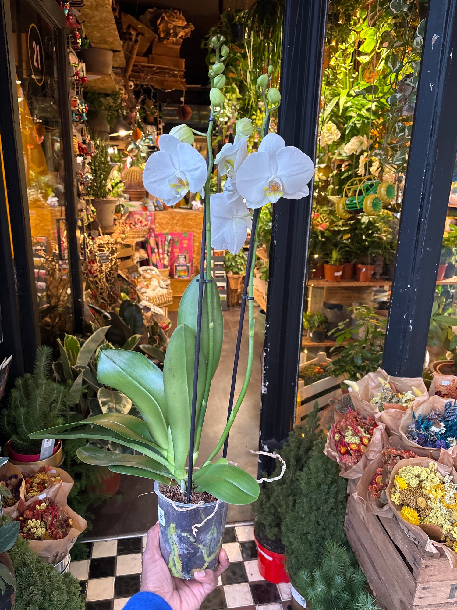 A Phalaenopsis white plant in front of Urban Tropicana&