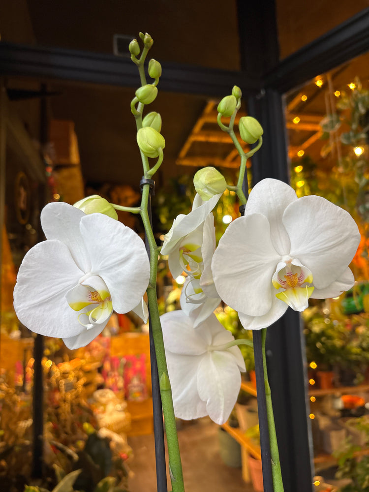 A Phalaenopsis white plant in front of Urban Tropicana&