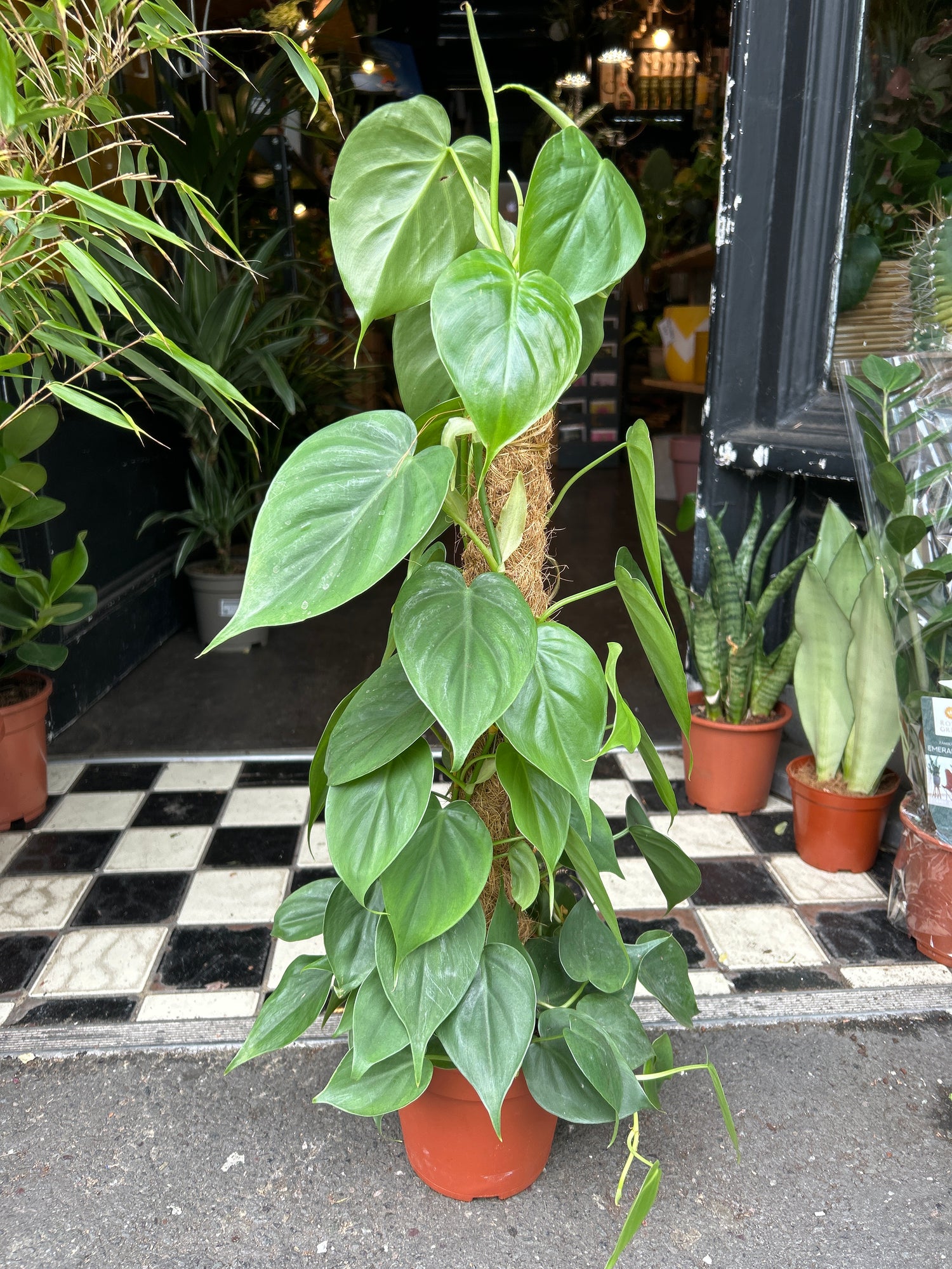 A Philodendron Scandens also known as a Pothos in front of Urban Tropicana’s plant shop in Chiswick London