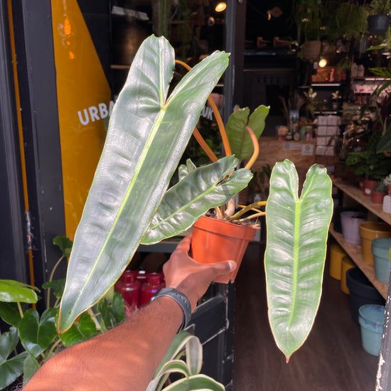 Philodendron Billietiae also known as a Philodendron bipennifolium in front of Urban Tropicana’s store in Chiswick, London