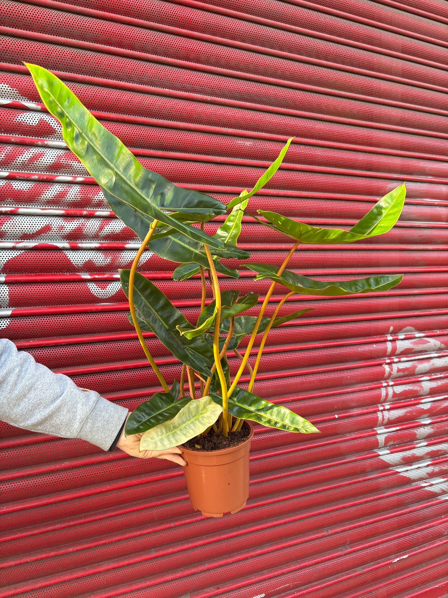 A Philodendron Billietiae plant in front of Urban Tropicana&