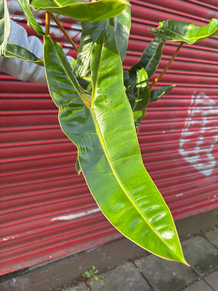 A Philodendron Billietiae plant in front of Urban Tropicana&