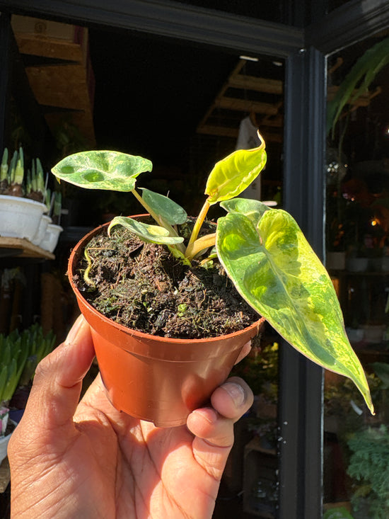 Rare Philodendron billietiae variegata with  arching stems and large green and creamy white variegated leaves, displayed in at Urban Tropicana plant shop, Chiswick, London