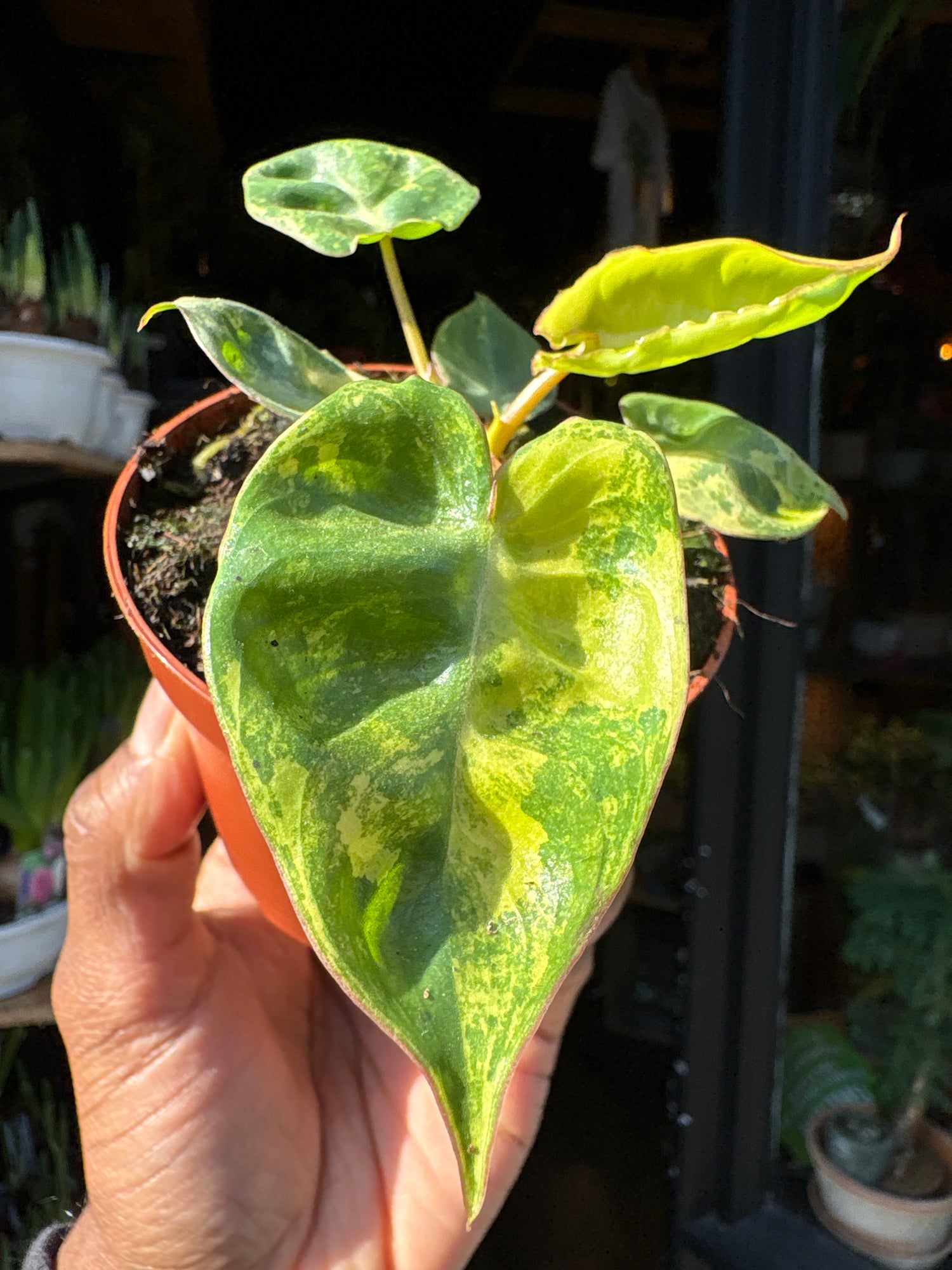 Close-up of a variegated Philodendron billietiae leaf showing elongated glossy green foliage with striking creamy white streaks, ideal for rare houseplant collectors