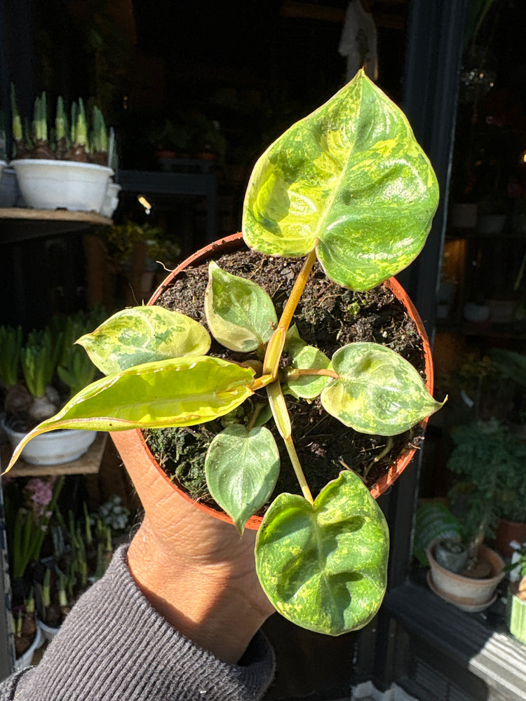 Multiple variegated leaves of Philodendron billietiae variegata cascading from tall stems in a decorative pot, showcased at Urban Tropicana, perfect for urban jungle plant enthusiasts.