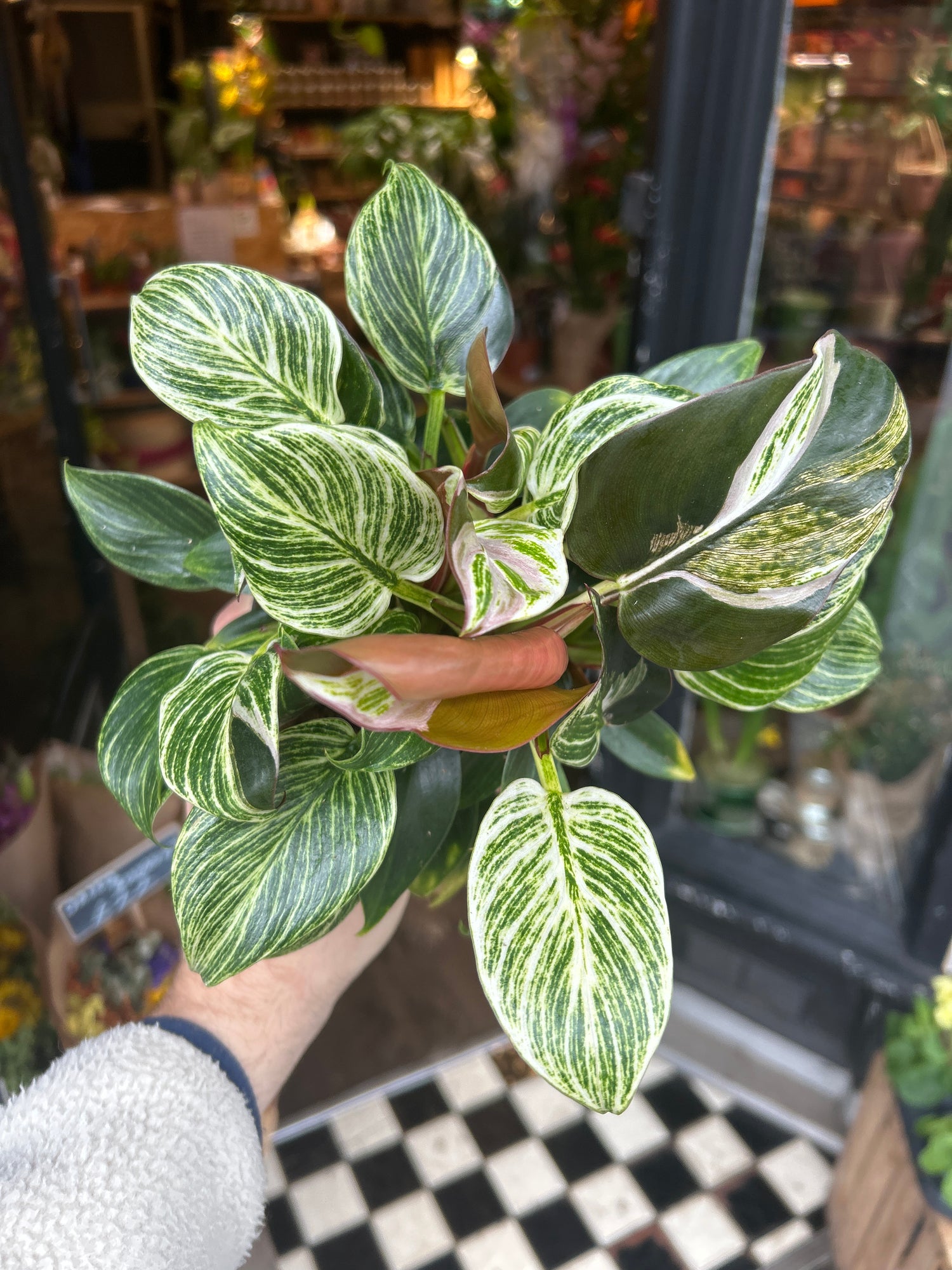 A Philodendron Birkin plant in front of Urban Tropicana’s Plant Shop in Chiswick London