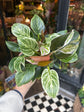 A Philodendron Birkin plant in front of Urban Tropicana’s Plant Shop in Chiswick London